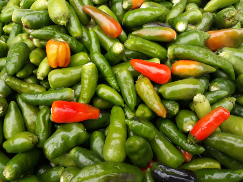Pimientos de Padrón