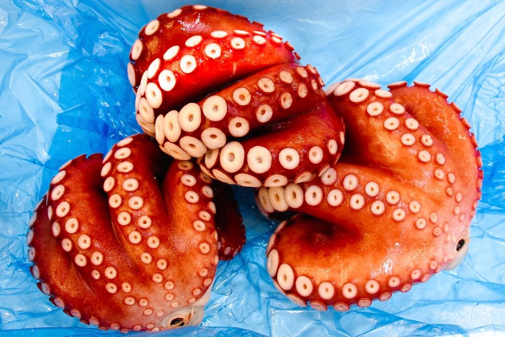 Pulpo cocido listo para servir